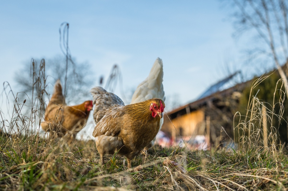 Lebensmittelindustrie, Reinigung Produktionsanlagen, Hygiene